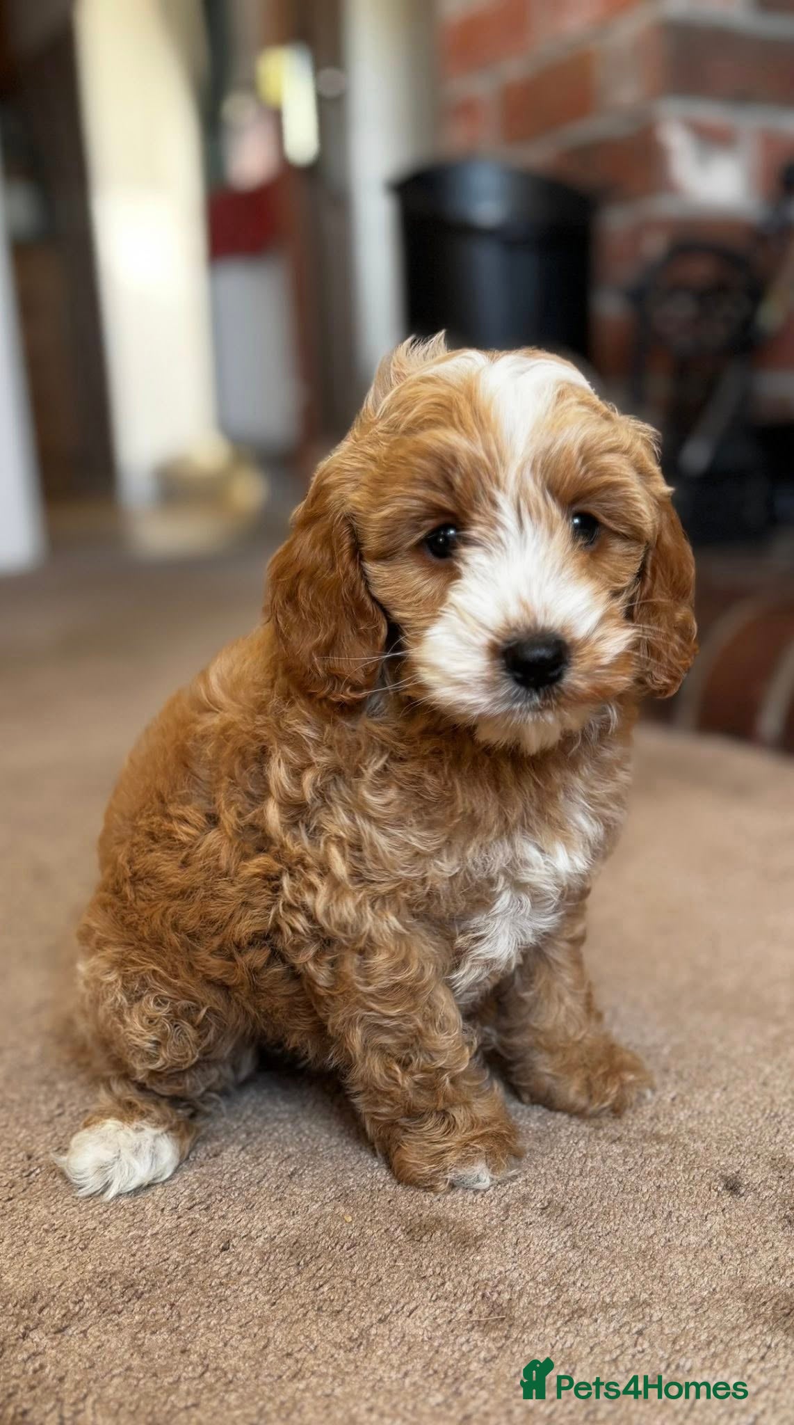 Cockapoo dogs F1b Golden Cockapoos 5 star health tested - Advert 11