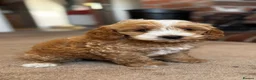 Cockapoo dogs for sale: F1b Golden Cockapoos 5 star health tested - Advert 3