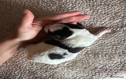 Jack Russell dogs for sale: Docked pure bred Jack Russell puppies  - Image 4