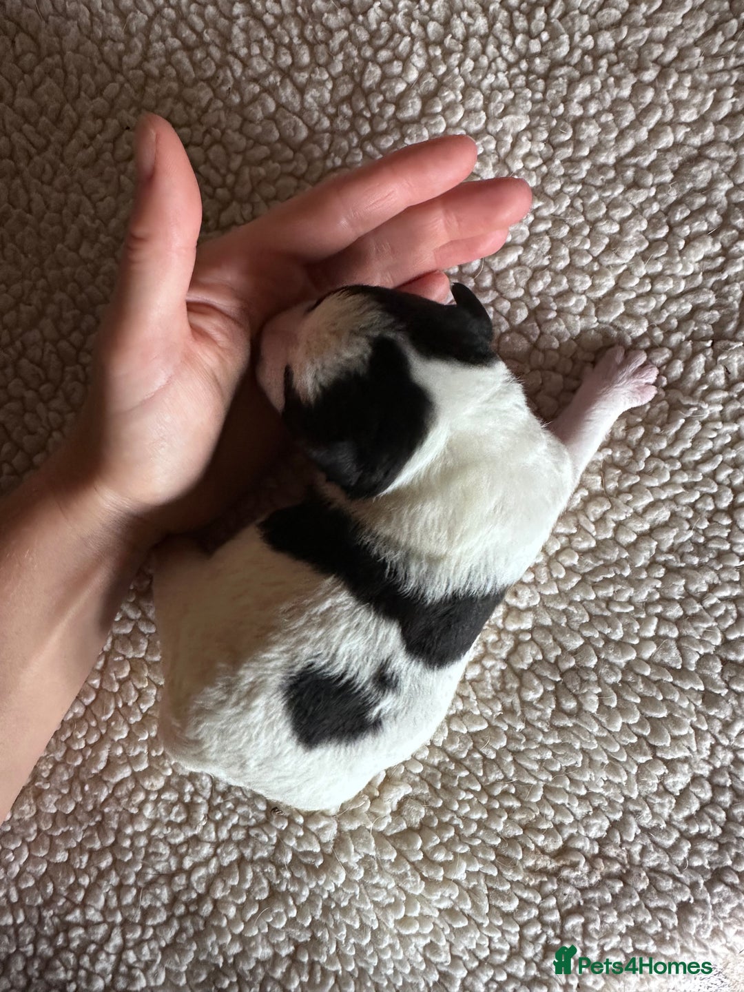 Jack Russell dogs for sale: Docked pure bred Jack Russell puppies  - Image 4