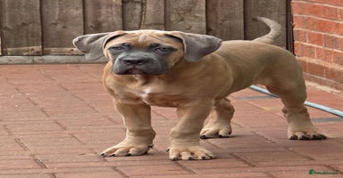 Cane Corso dogs - Advert 5