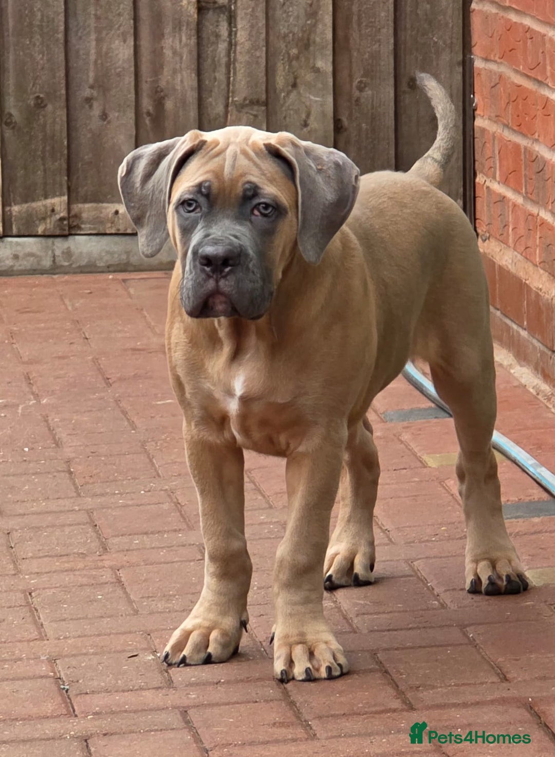 Cane Corso dogs for sale: Excellent Bloodline cane corso puppies ready now - Image 3