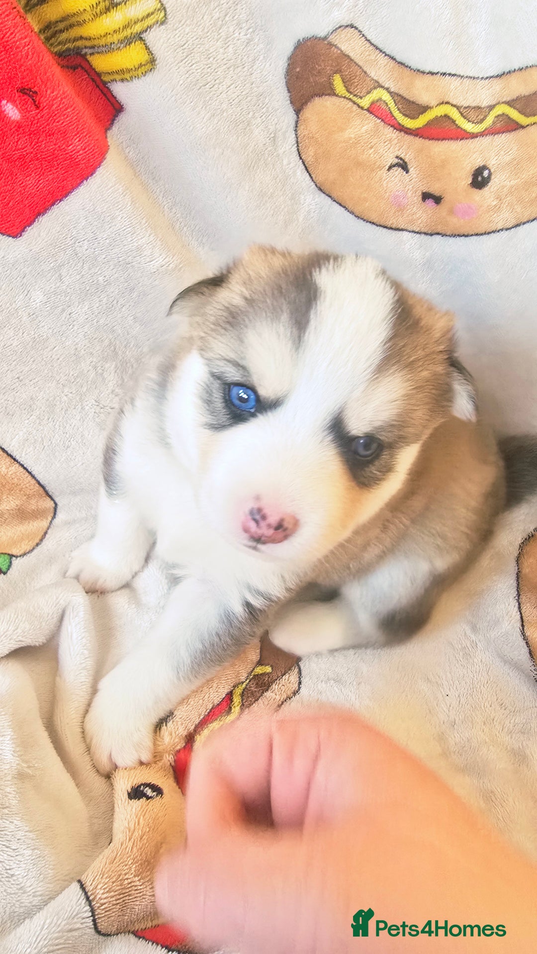 Pomsky dogs for sale: Pomsky Puppies for Sale - Advert 22