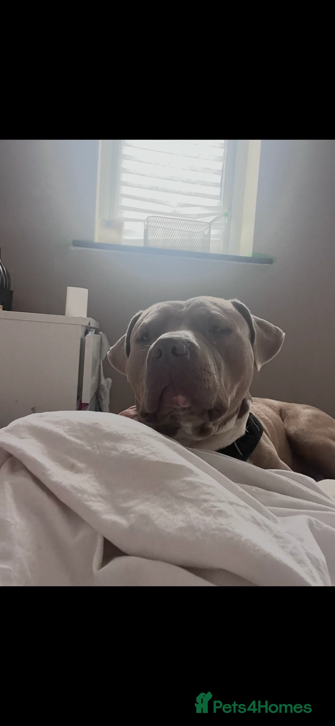 Mixed Breed dogs for sale: Max is a cross breed bully/staff  - Advert 4