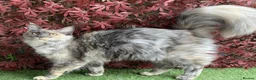 Maine Coon cats for sale: GCCF Registered Maine Coon Boys.  in Wednesbury - Advert 6