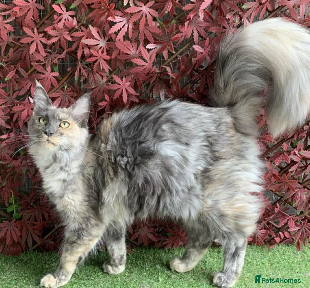 Maine Coon cats for sale: GCCF Registered Maine Coon Boys.  in Wednesbury - Advert 6