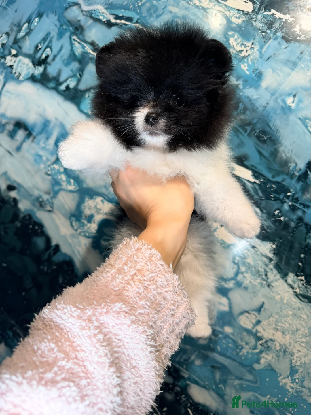 Pomeranian dogs for sale: Beautiful Pomeranian Girl - Advert 21