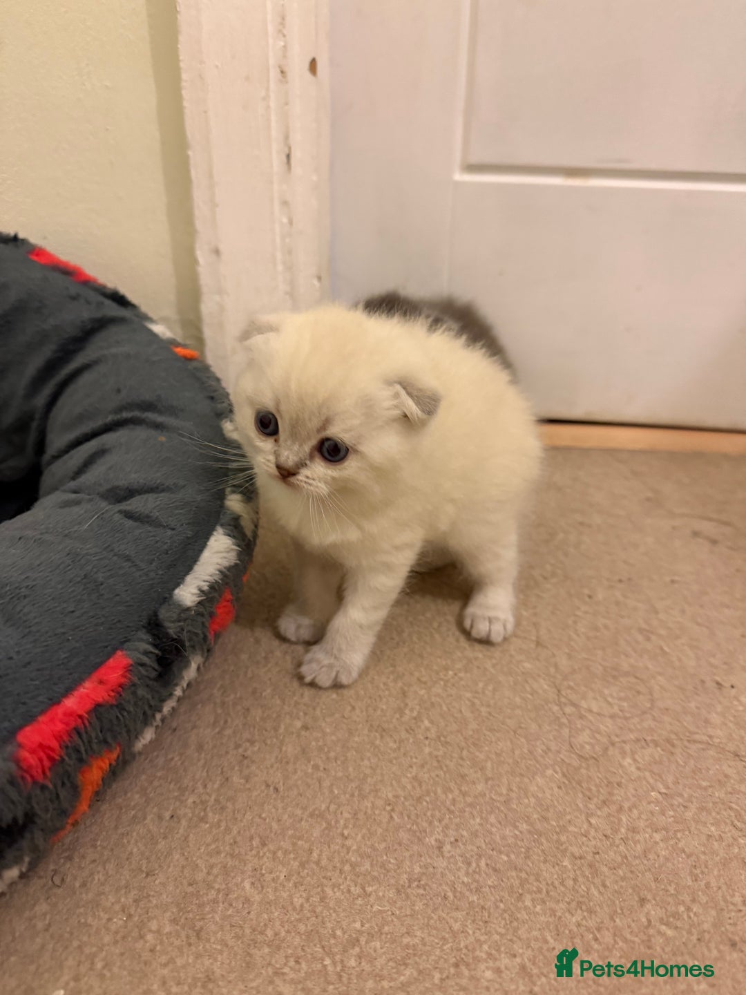 Scottish Fold cats for sale: Scottish fold&straight kittens ready for reservati - Advert 4