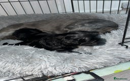 Shihpoo dogs for sale: Beautiful shihpoo puppies - Advert 10