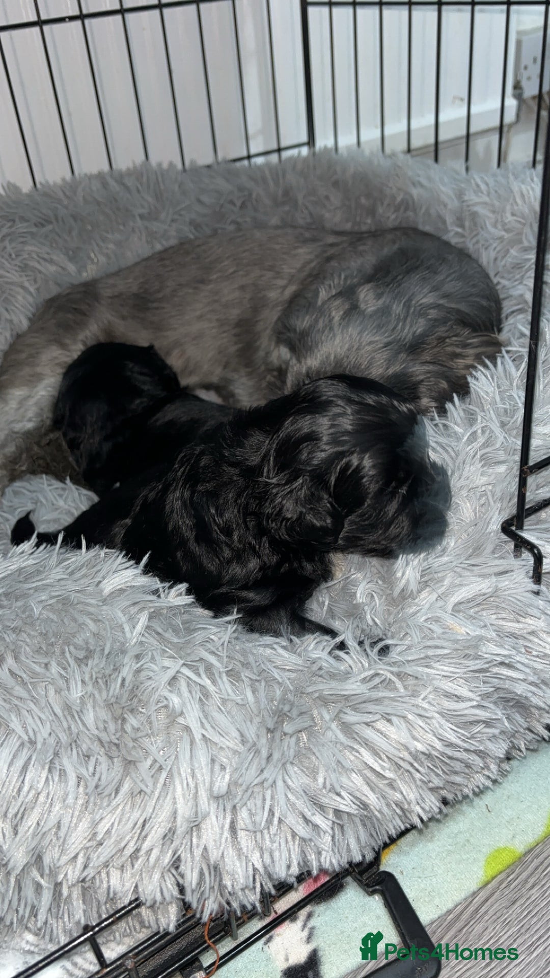 Shihpoo dogs for sale: Beautiful shihpoo puppies - Advert 10