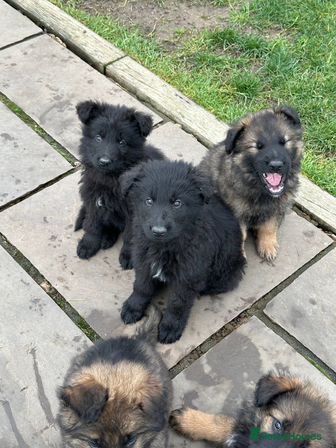German Shepherd dogs for sale: Beautiful Litter of German Shepherd Puppies - Advert 31