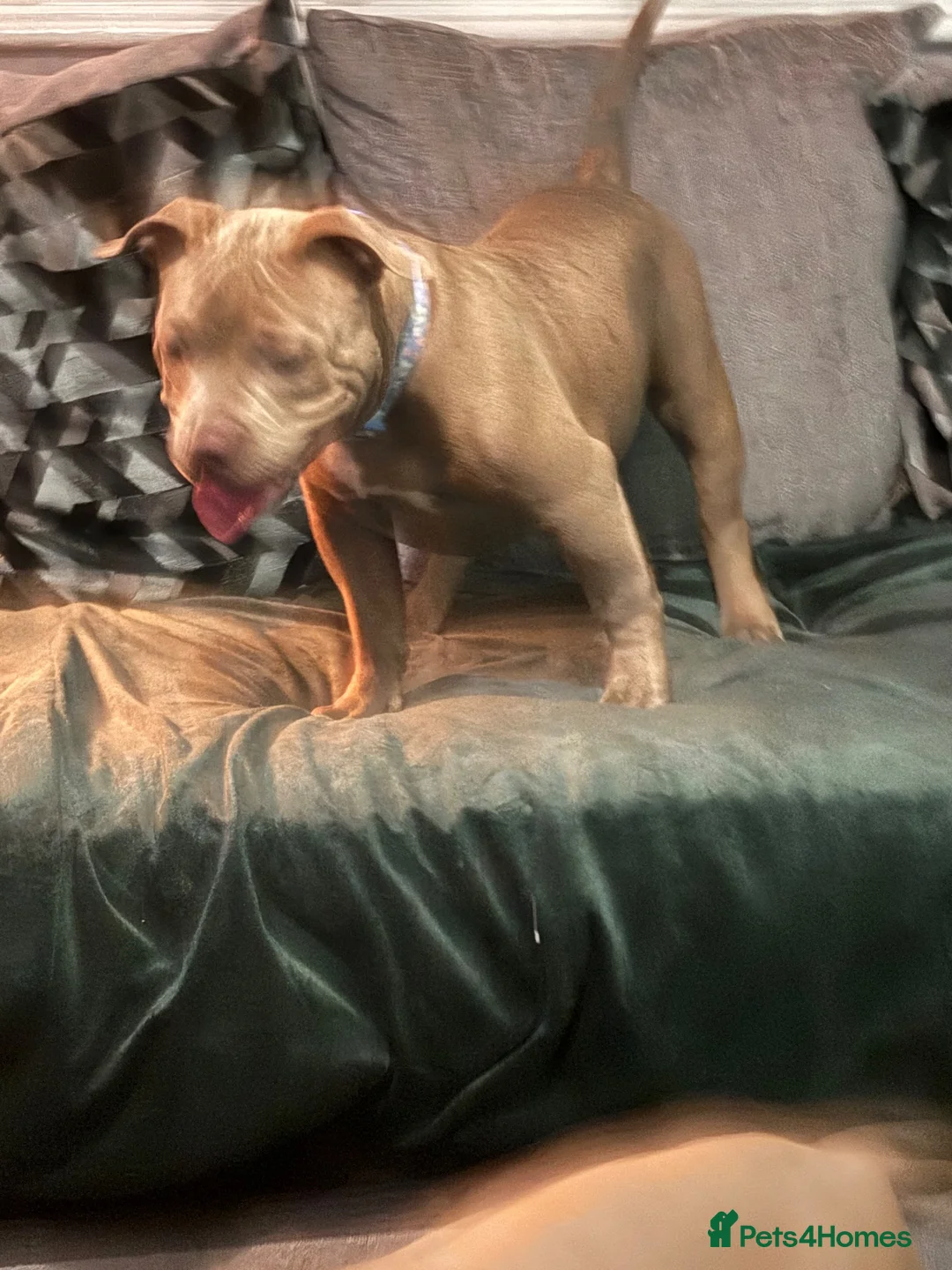 American Bully dogs for sale: American bully puppies  - Advert 2