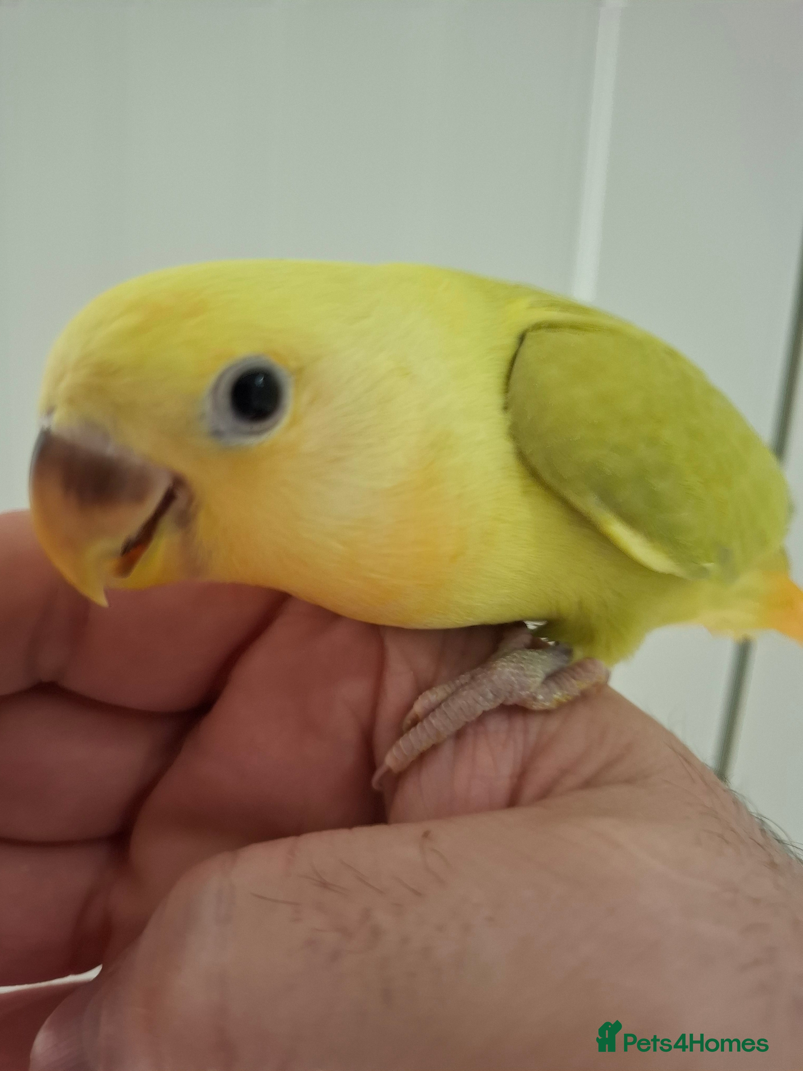 Lovebirds birds Hand Reared Lovebird - Advert 3