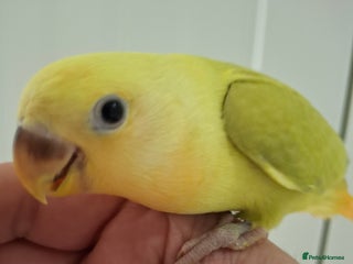 Lovebirds birds Hand Reared Lovebird - Advert 1