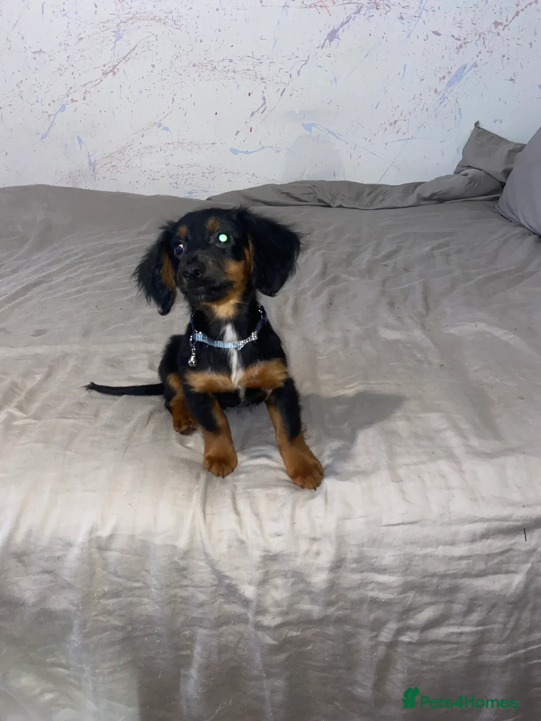 Mixed Breed dogs for sale: Sweet litter of pups for sale 2 males , 3 female in Stoke-on-Trent - Advert 2