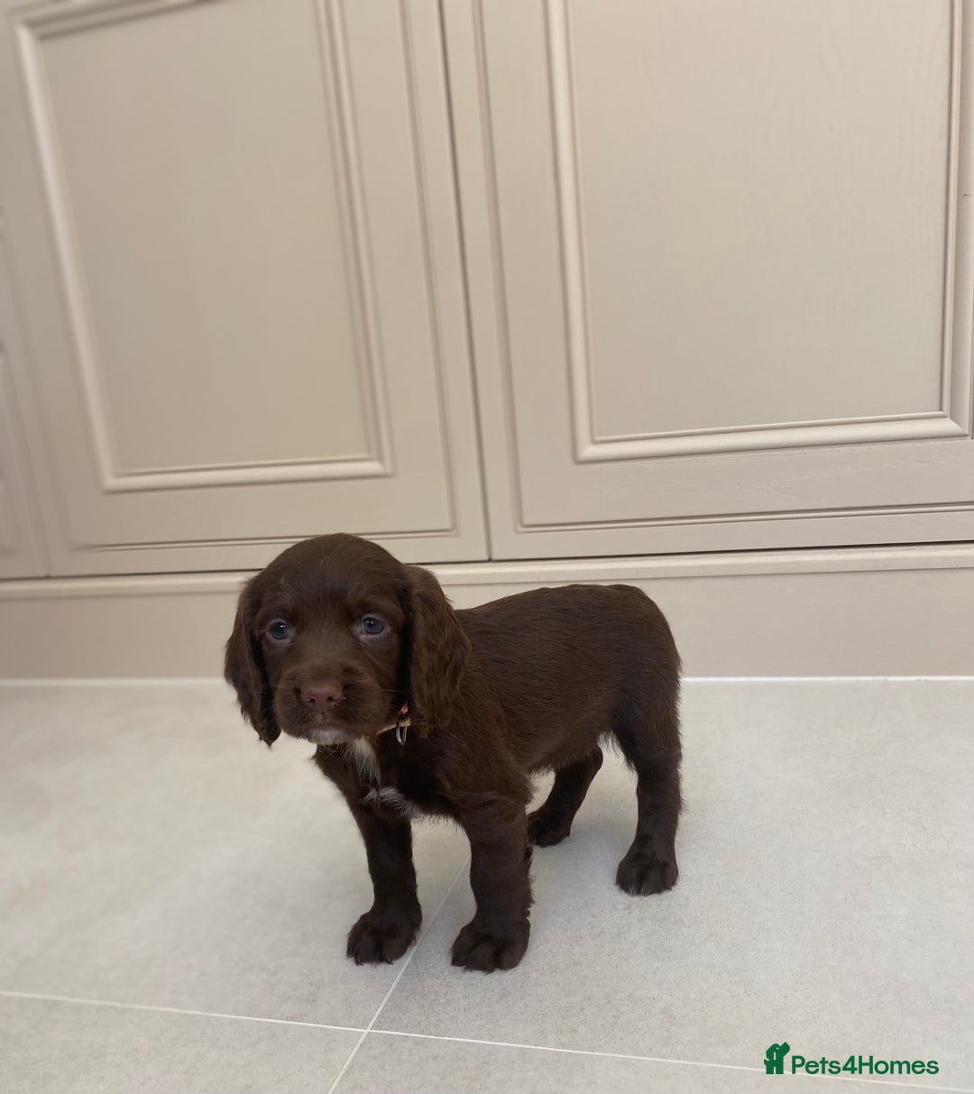 Sprocker dogs for sale: Last 2 girls available chocolate Sprockers - Image 7