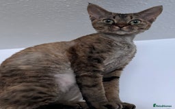 Devon Rex cats for sale: Grey kitten - Image 8