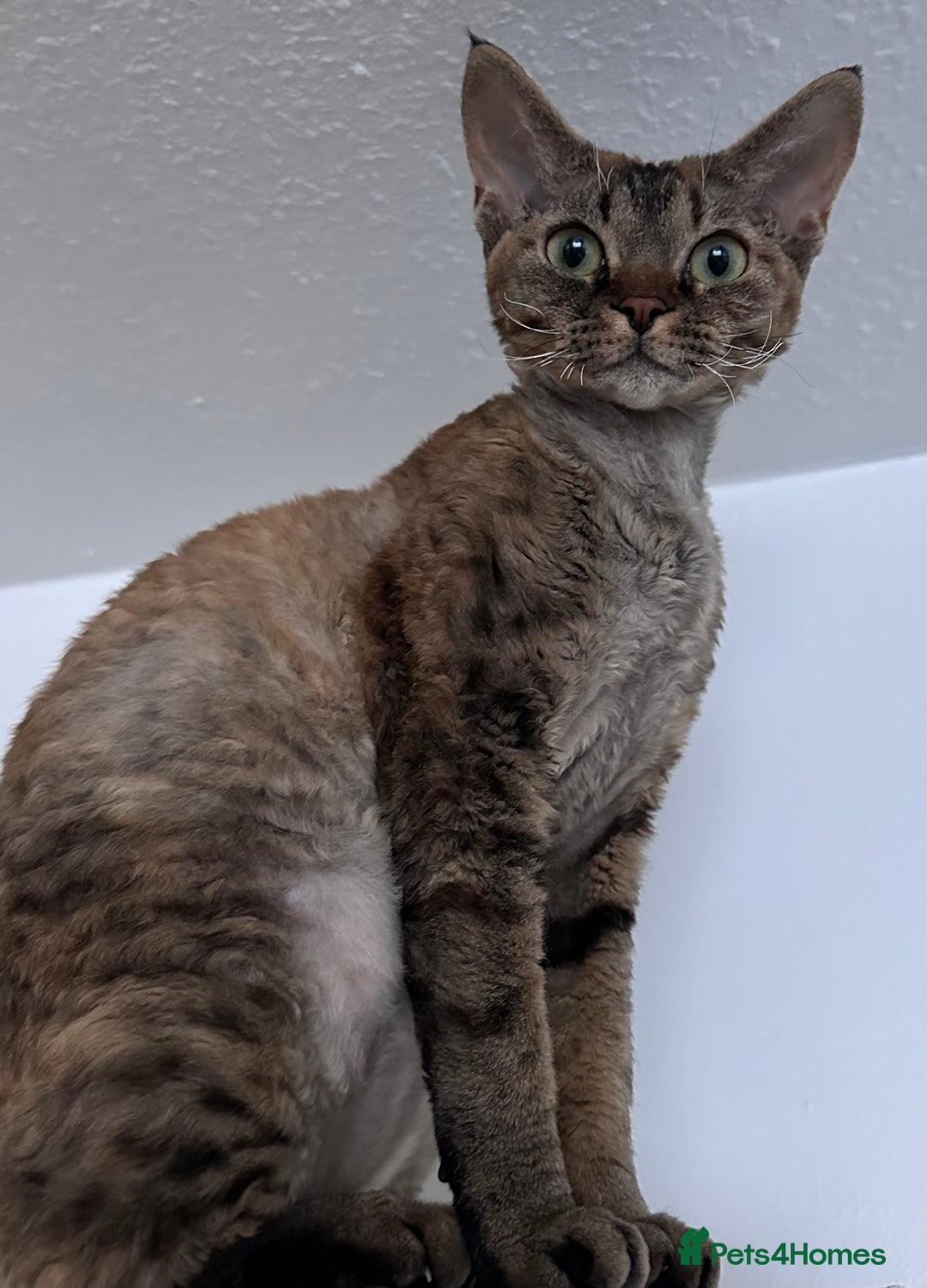 Devon Rex cats for sale: Grey kitten - Image 8