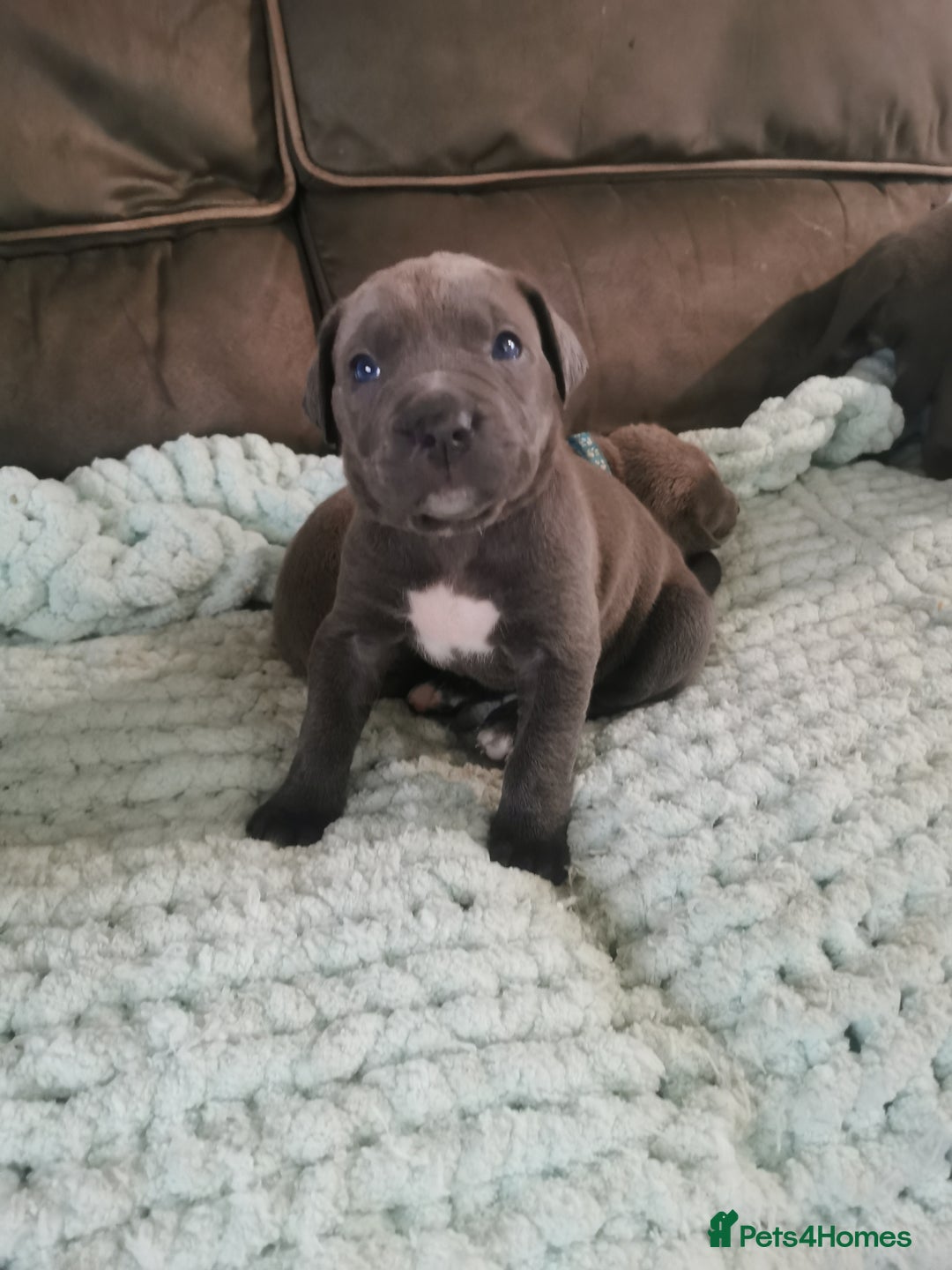 Cane Corso dogs for sale: Cane corso puppies - Advert 4