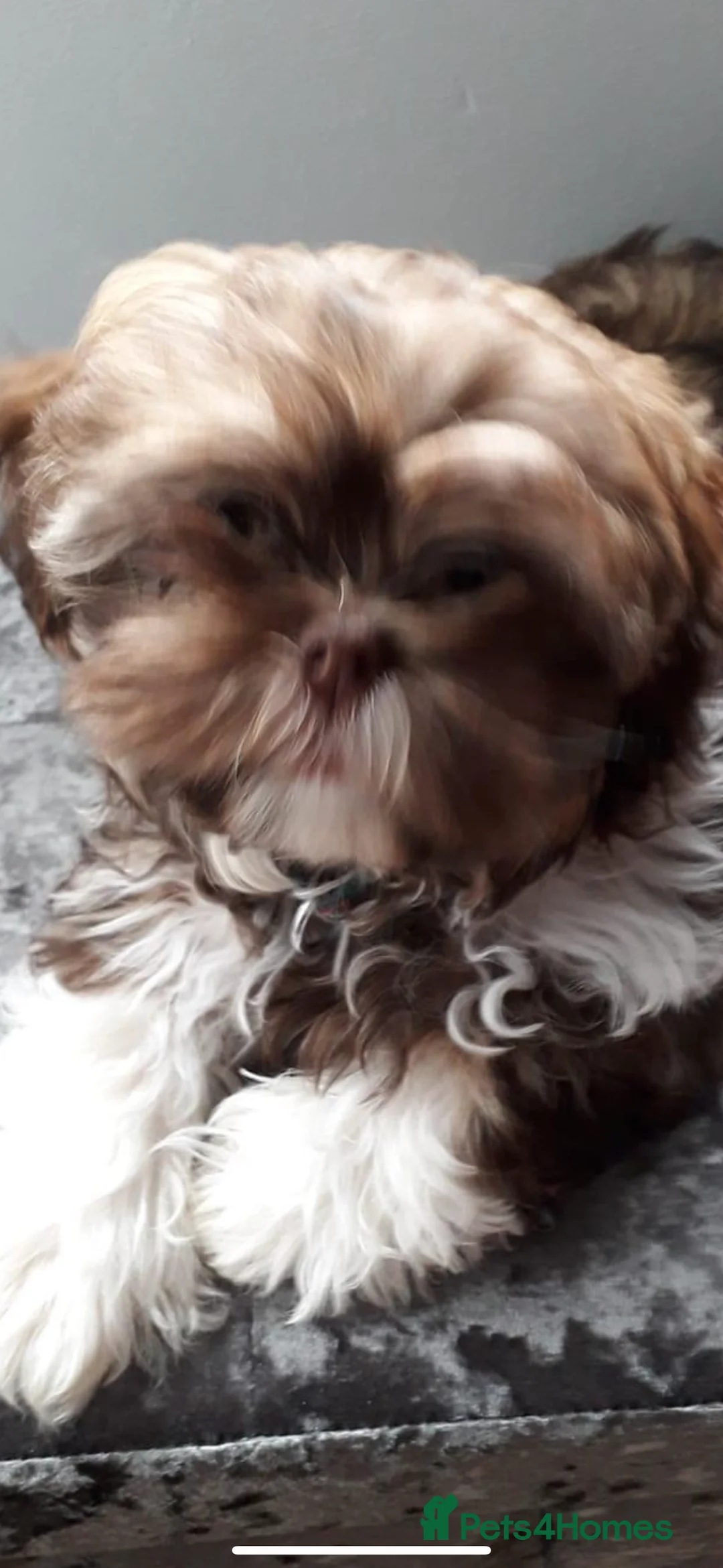Shih Tzu dogs for stud: Shih tzu stud proven  in Glasgow - Advert 2