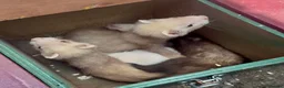 Ferret rodents for sale: Baby hob ferrets for sale  - Advert 4
