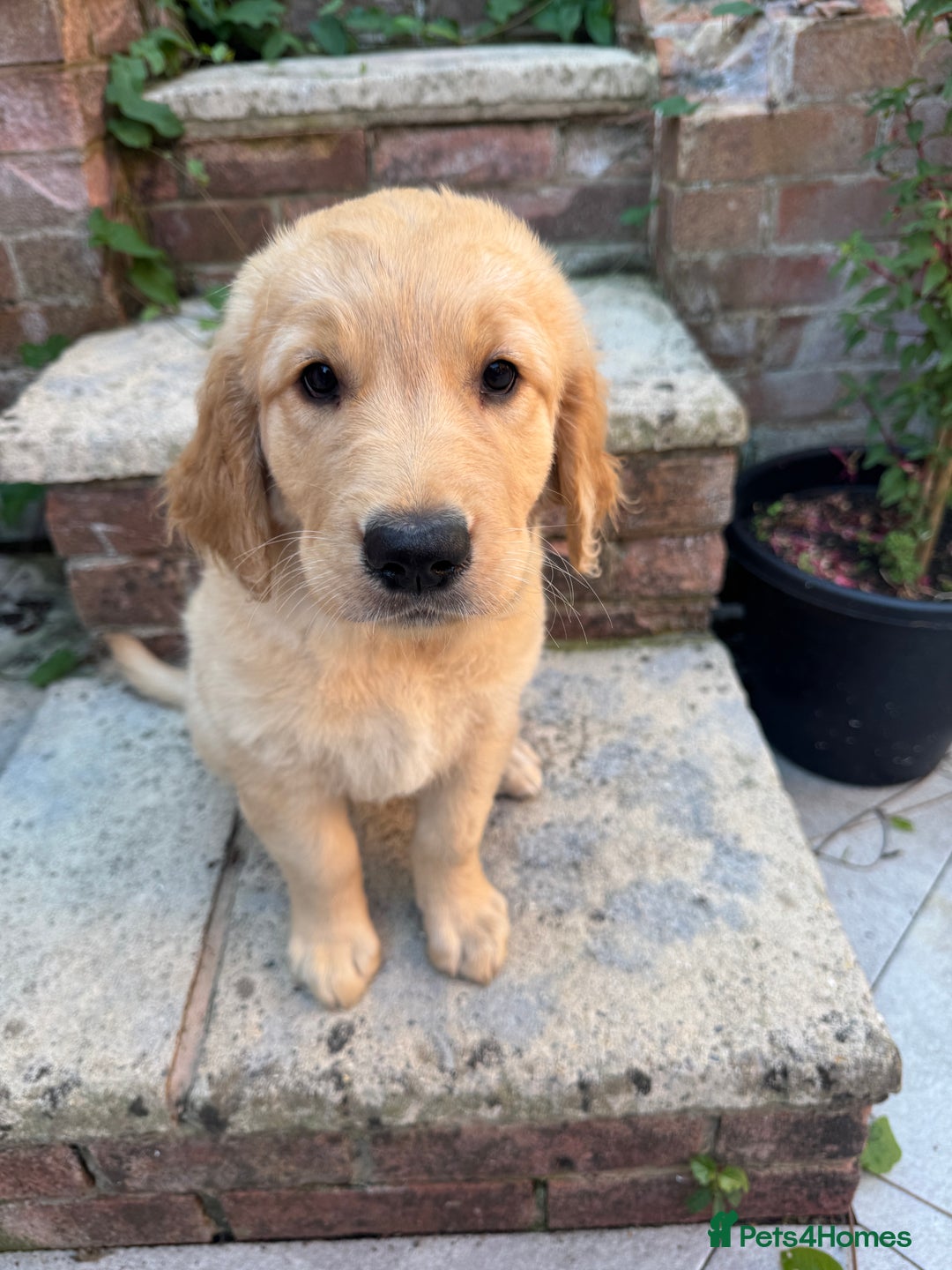 Golden Retriever dogs for sale: Show x Working. Naturally raised. Crate training  in Warminster - Image 9