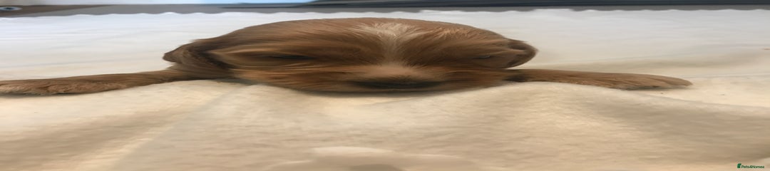  Puppy 1