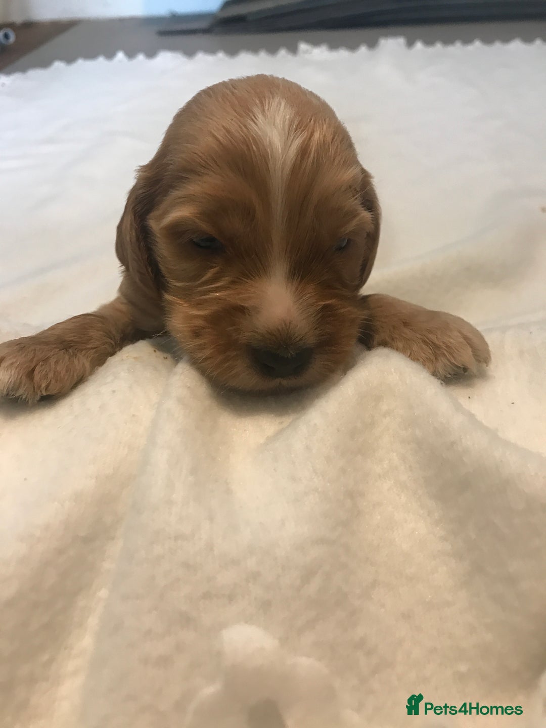 Mixed Breed dogs for sale: Health tested Australian Labradoodles - Image 16