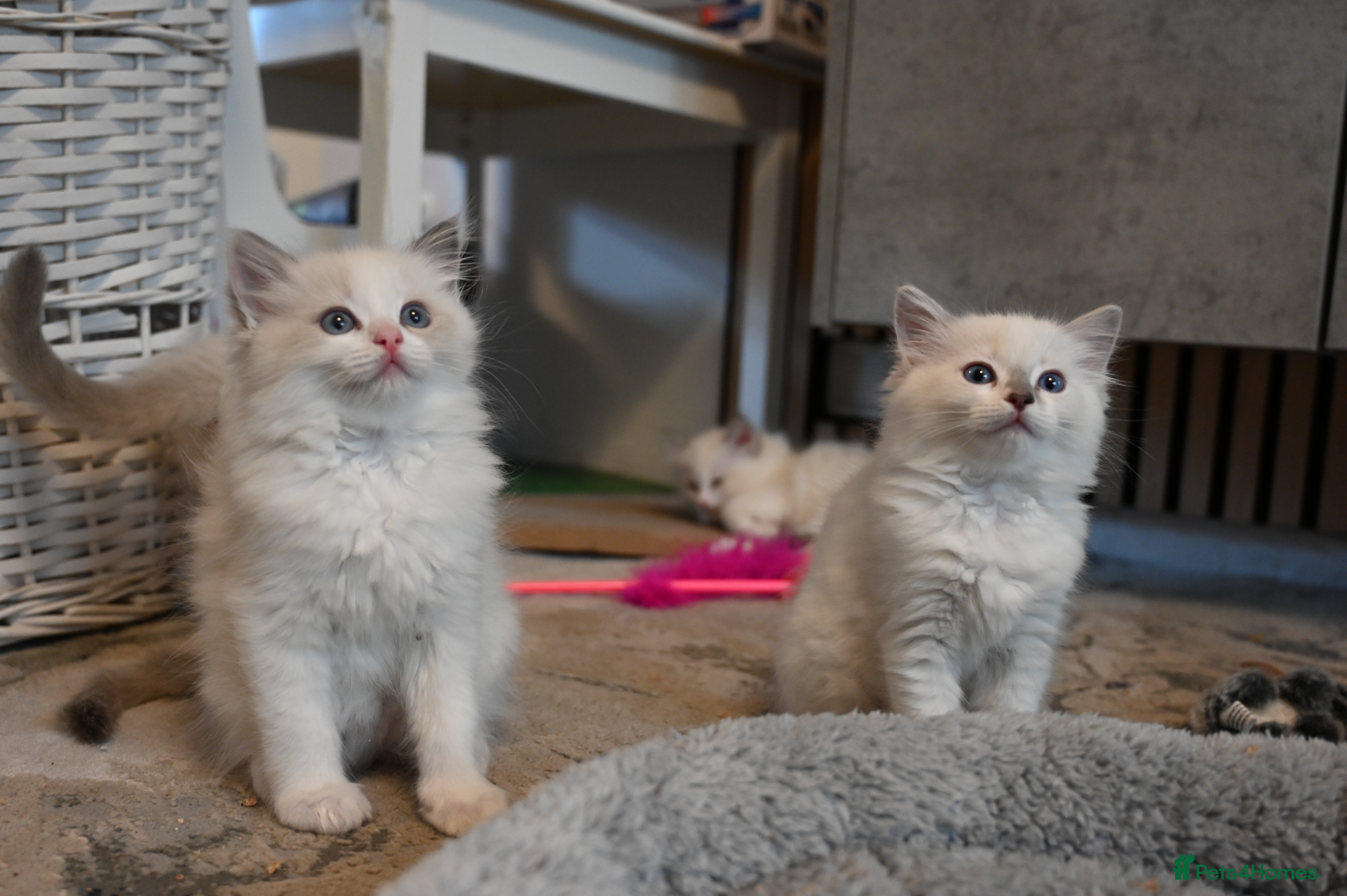 Ragdoll cats Ready to leave 4th Feb, TICA reg Ragdoll kittens   - Advert 5