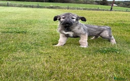 Irish Wolfhound dogs for sale: Irish wolfhound puppies - Image 4