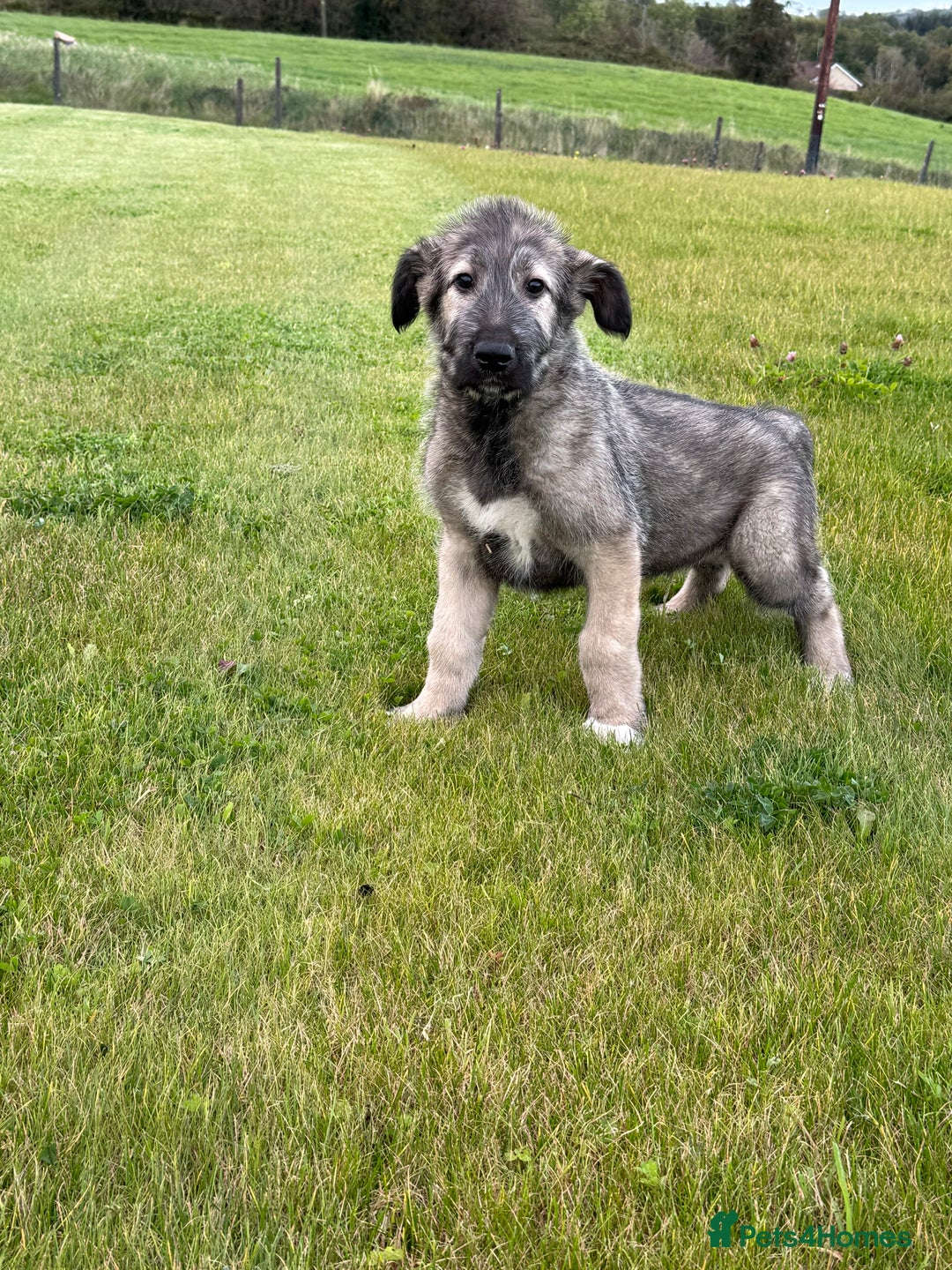 Irish Wolfhound dogs for sale: Irish wolfhound puppies - Image 4
