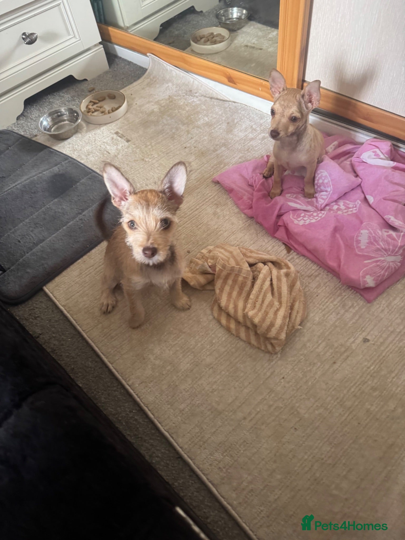 Mixed Breed dogs Chihuahua mix puppies available now - Advert 1