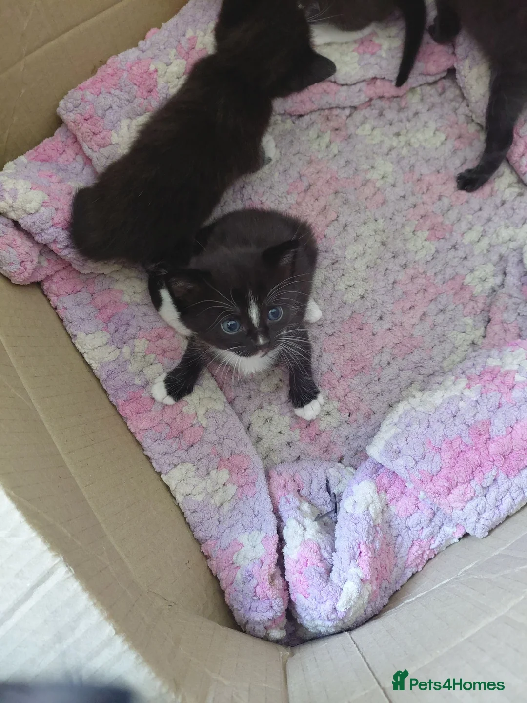Mixed Breed cats for sale: Kittens - Advert 4