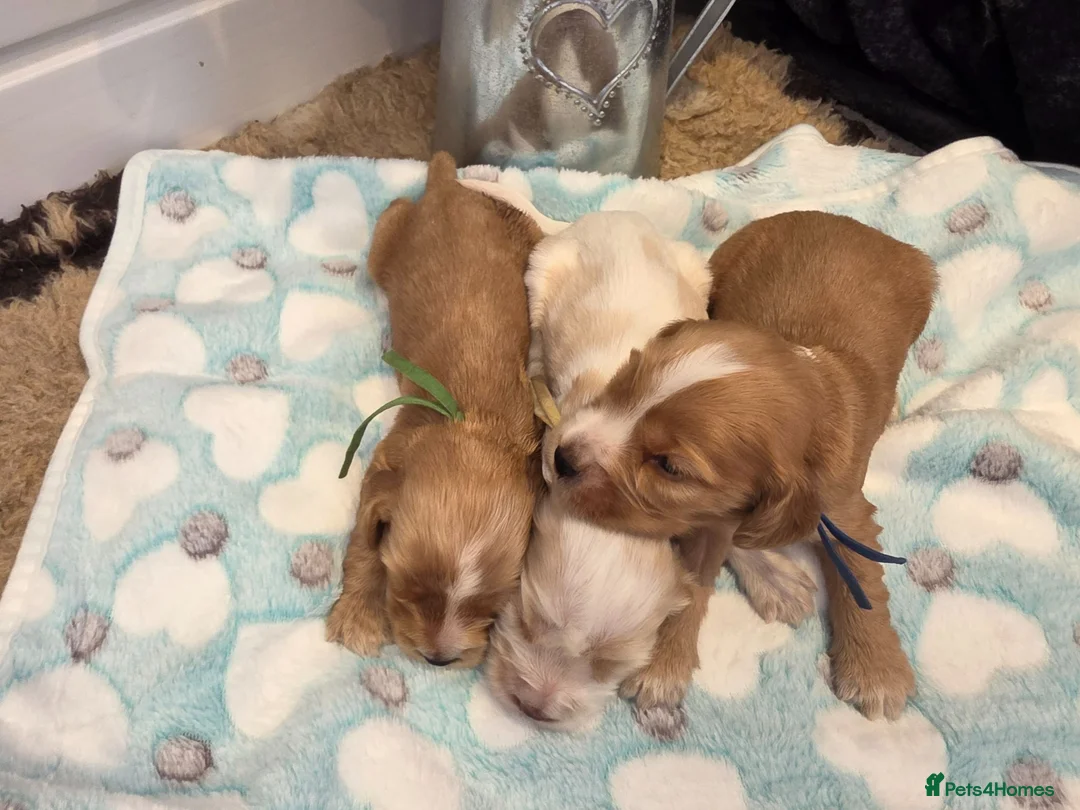 Cocker Spaniel dogs for sale: SHOW TYPE health tested KC cocker spaniels  - Advert 16