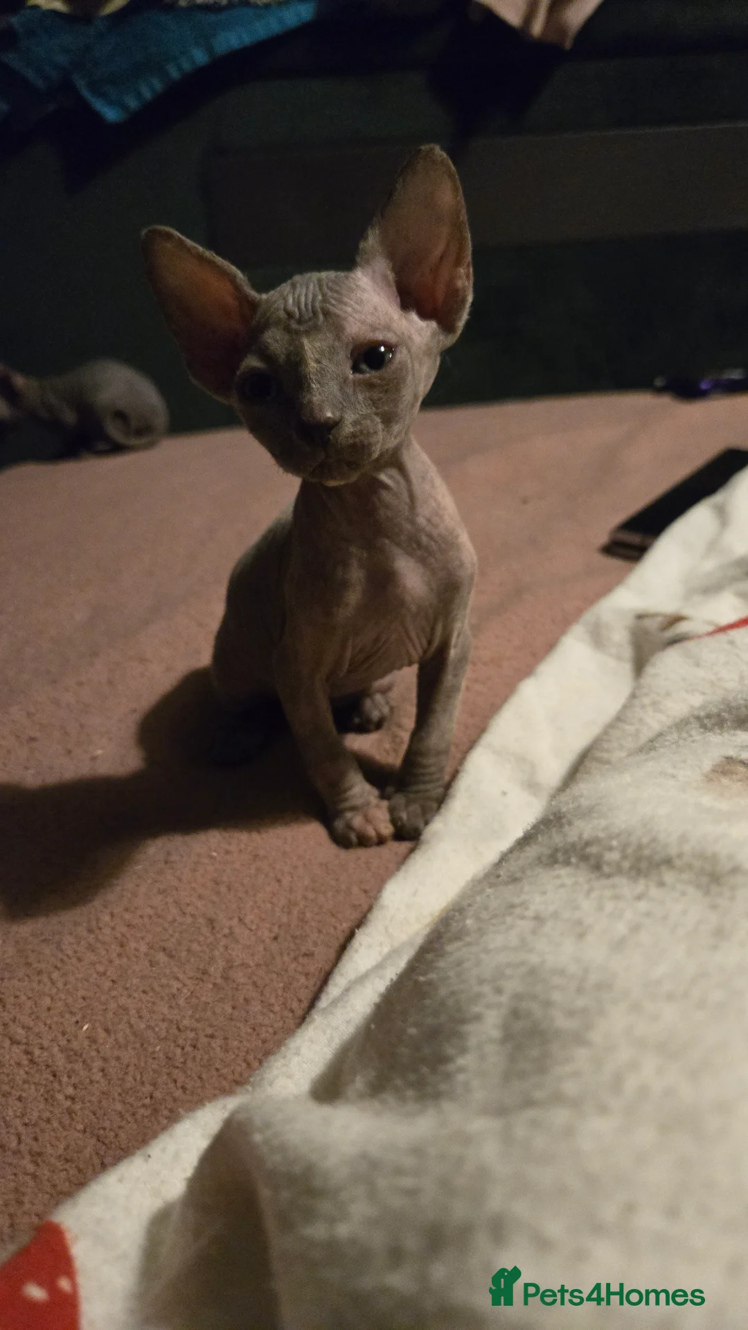 Sphynx cats for sale: 3 beautiful sphynx - Advert 7
