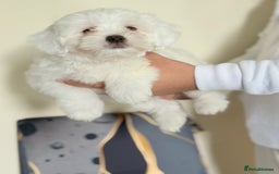 Maltese dogs for sale: Maltese pups/dogs/puppies  - Image 8