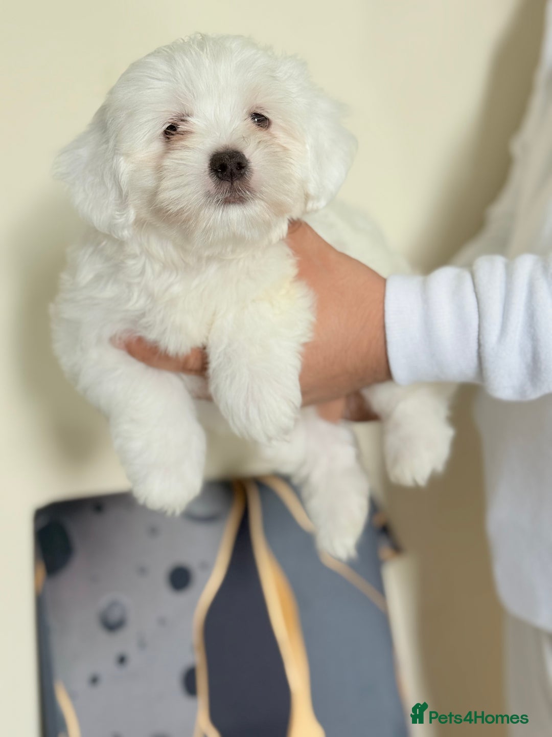 Maltese dogs for sale: Maltese pups/dogs/puppies  - Image 8