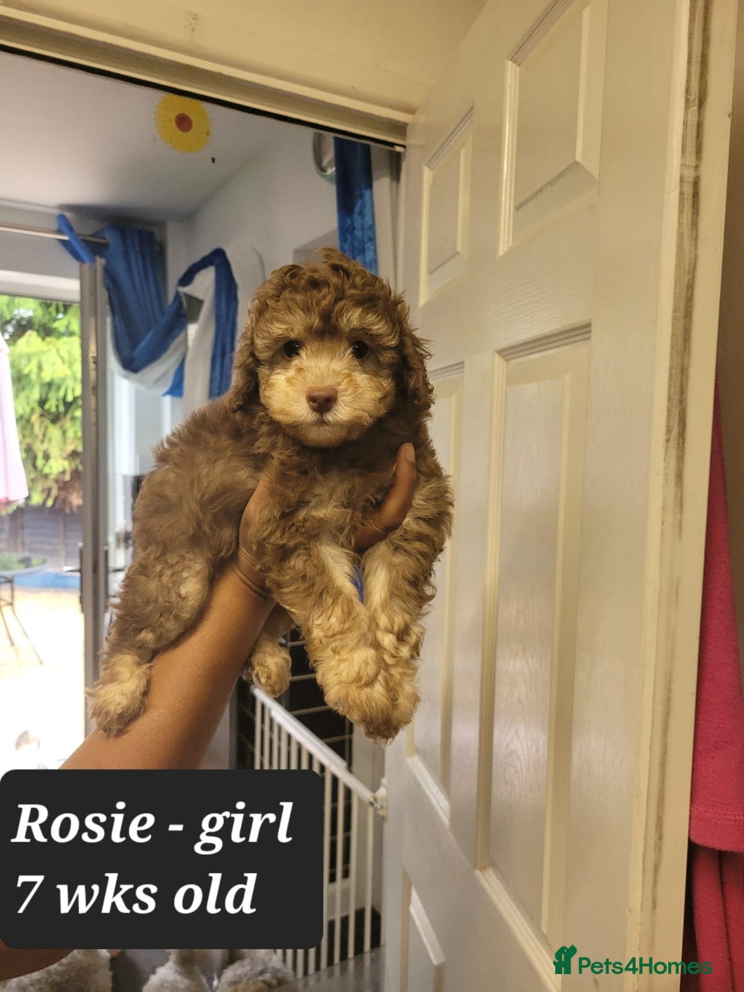 Toy Poodle dogs for sale: Asian toy poodle  - Image 13