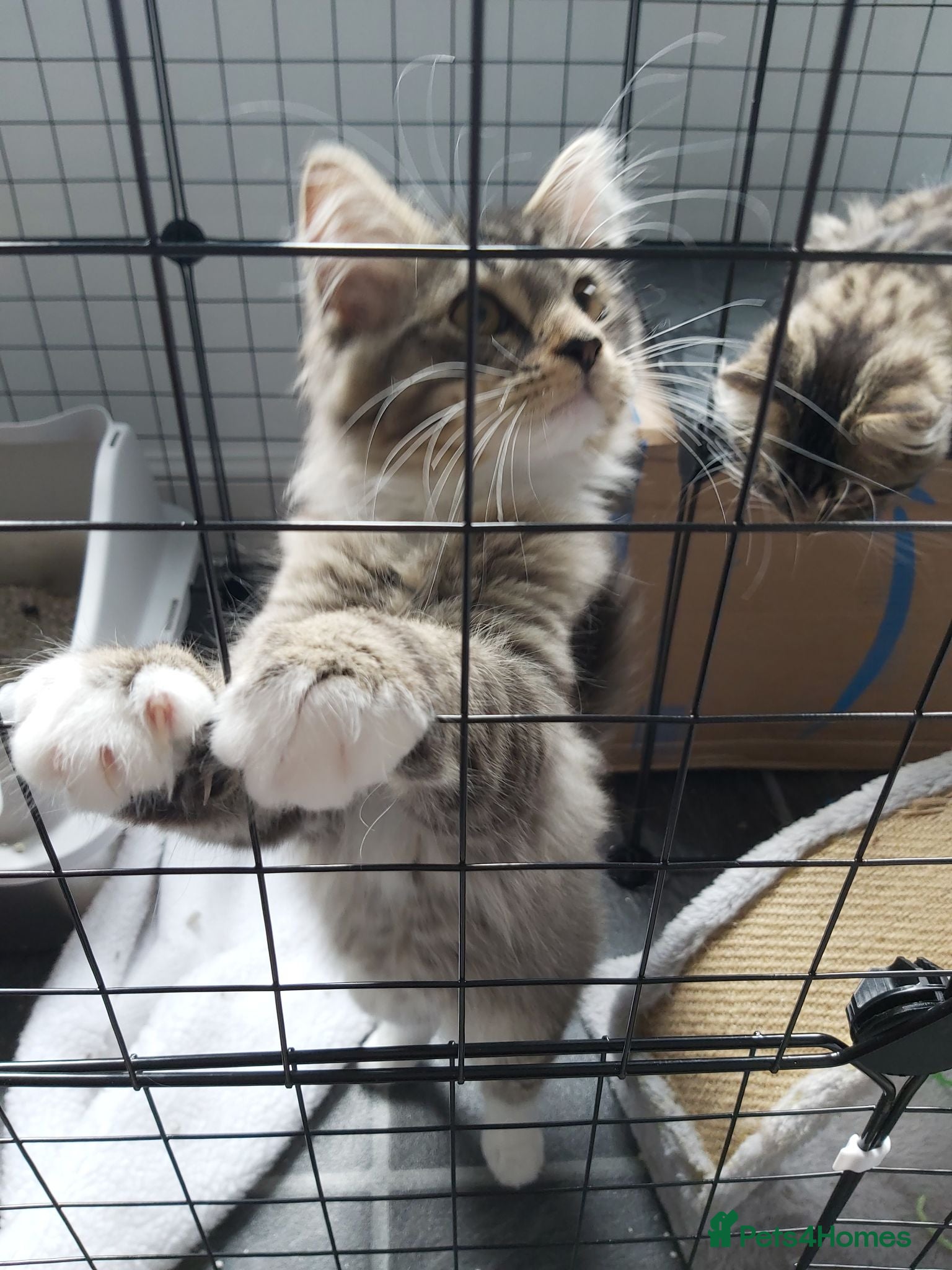 Mixed Breed cats Gorgeous kittens - Advert 1