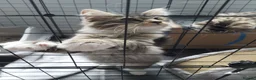 Mixed Breed cats for sale: Gorgeous kittens in Largs - Advert 1