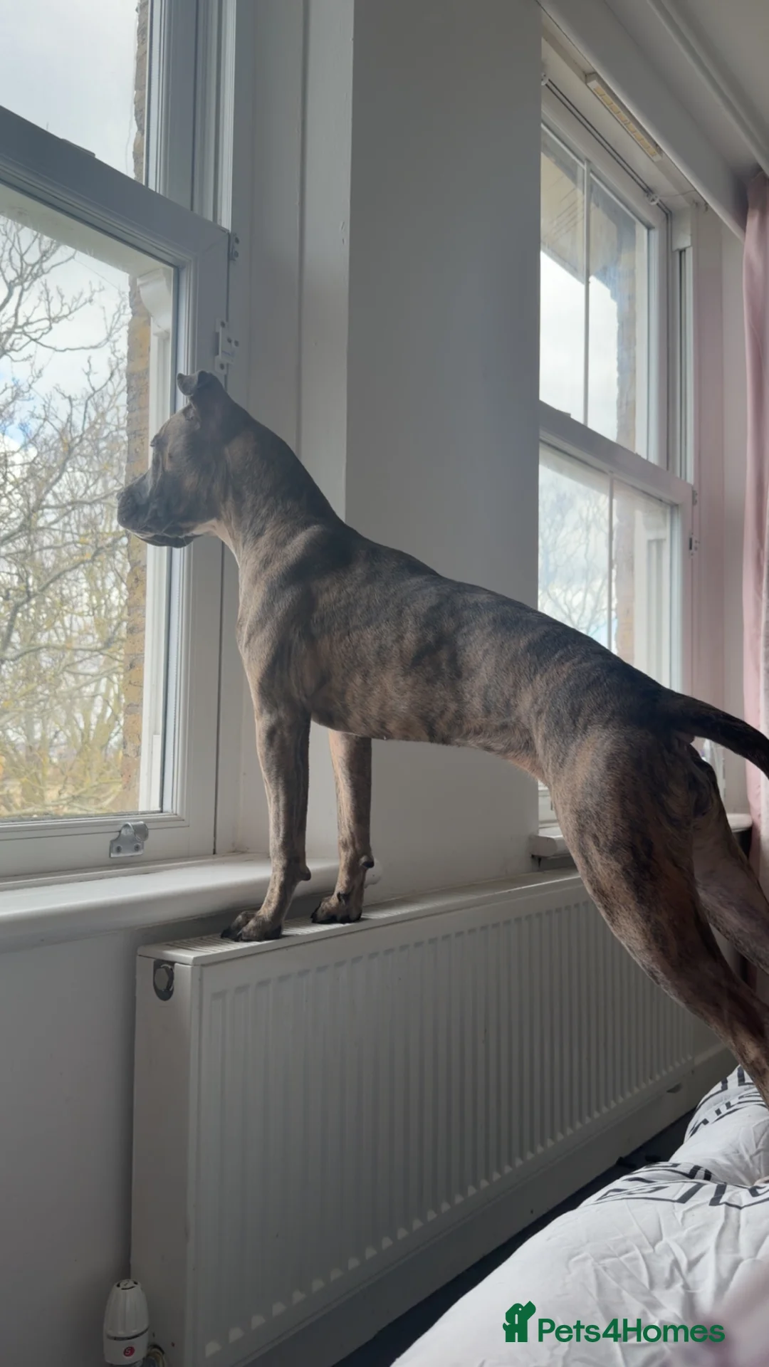 Mixed Breed dogs for sale: Cane corso x staff female  - Advert 5