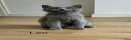 British Shorthair cats for sale: 👑🏆GCCF Registered British Shorthair Kittens🏆👑 - Advert 24