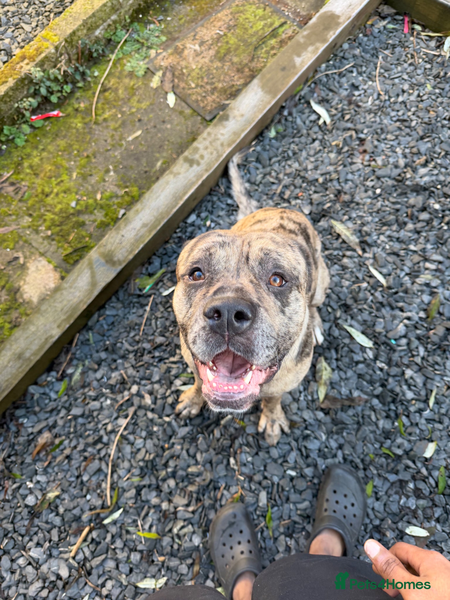 Mastiff dogs Introducing Maverick for stud services - Advert 3