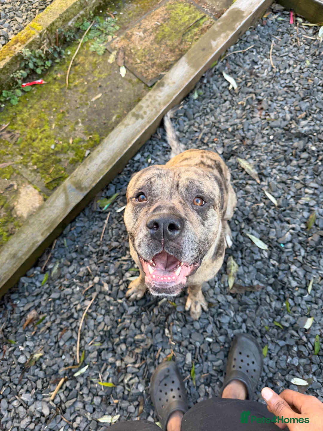 Mastiff dogs for stud: Introducing Maverick (Mastiff) for stud services - Advert 1