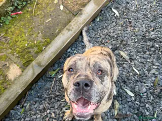 Mastiff dogs Introducing Maverick for stud services - Advert 3