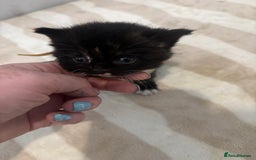 British Shorthair cats for sale: X2 female British shorthaired cross kittens - Image 7