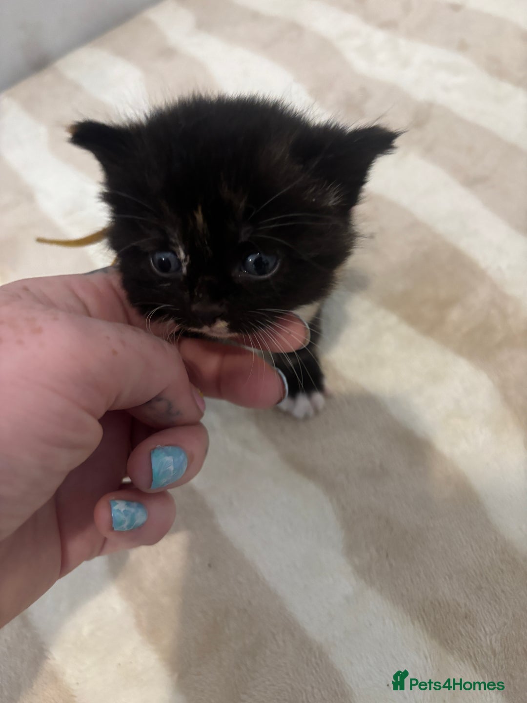 British Shorthair cats for sale: X2 female British shorthaired cross kittens - Image 7