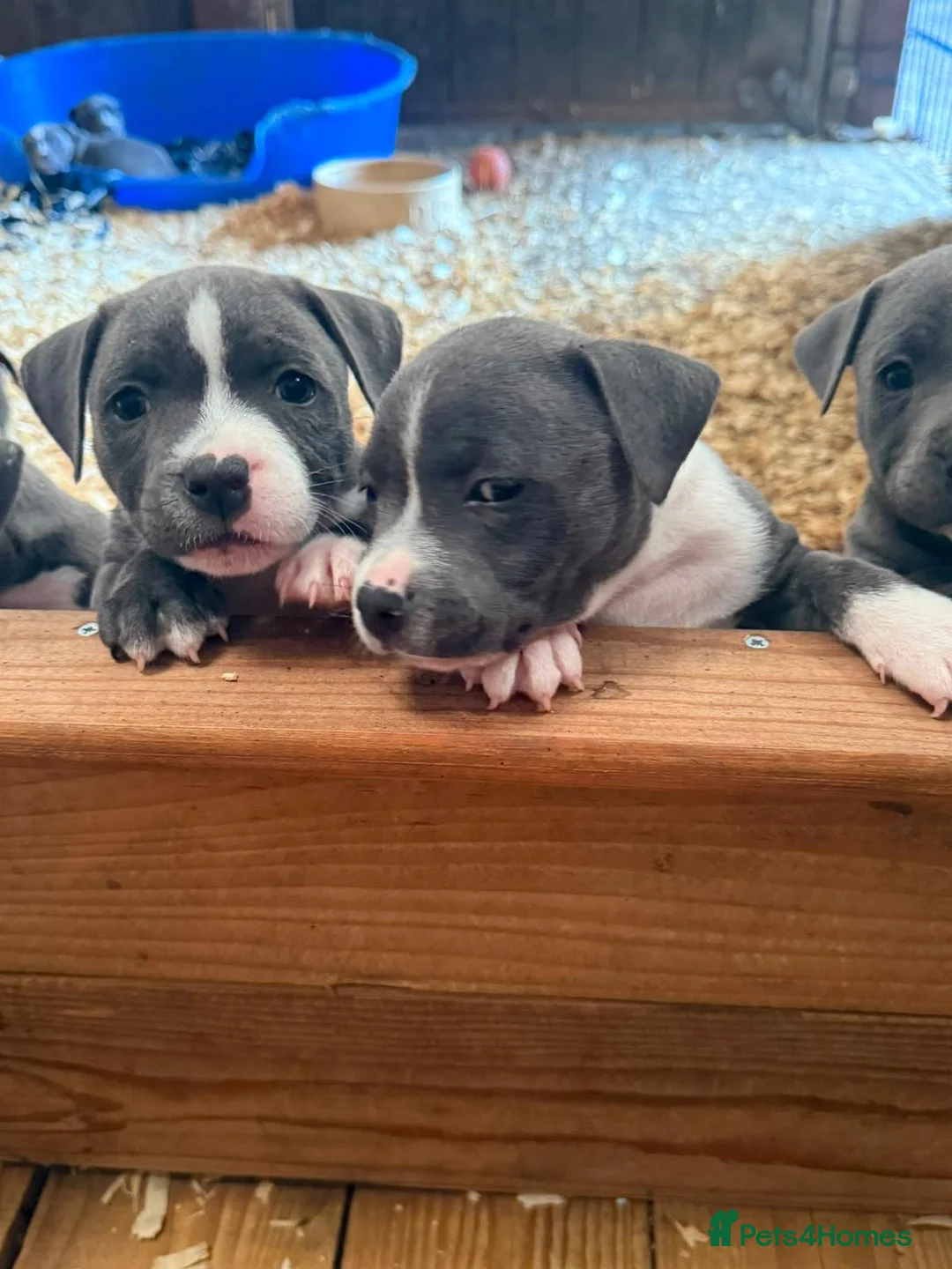 Staffordshire Bull Terrier dogs for sale: Lovely Staffordshire Bull Terrier Pups - Advert 6