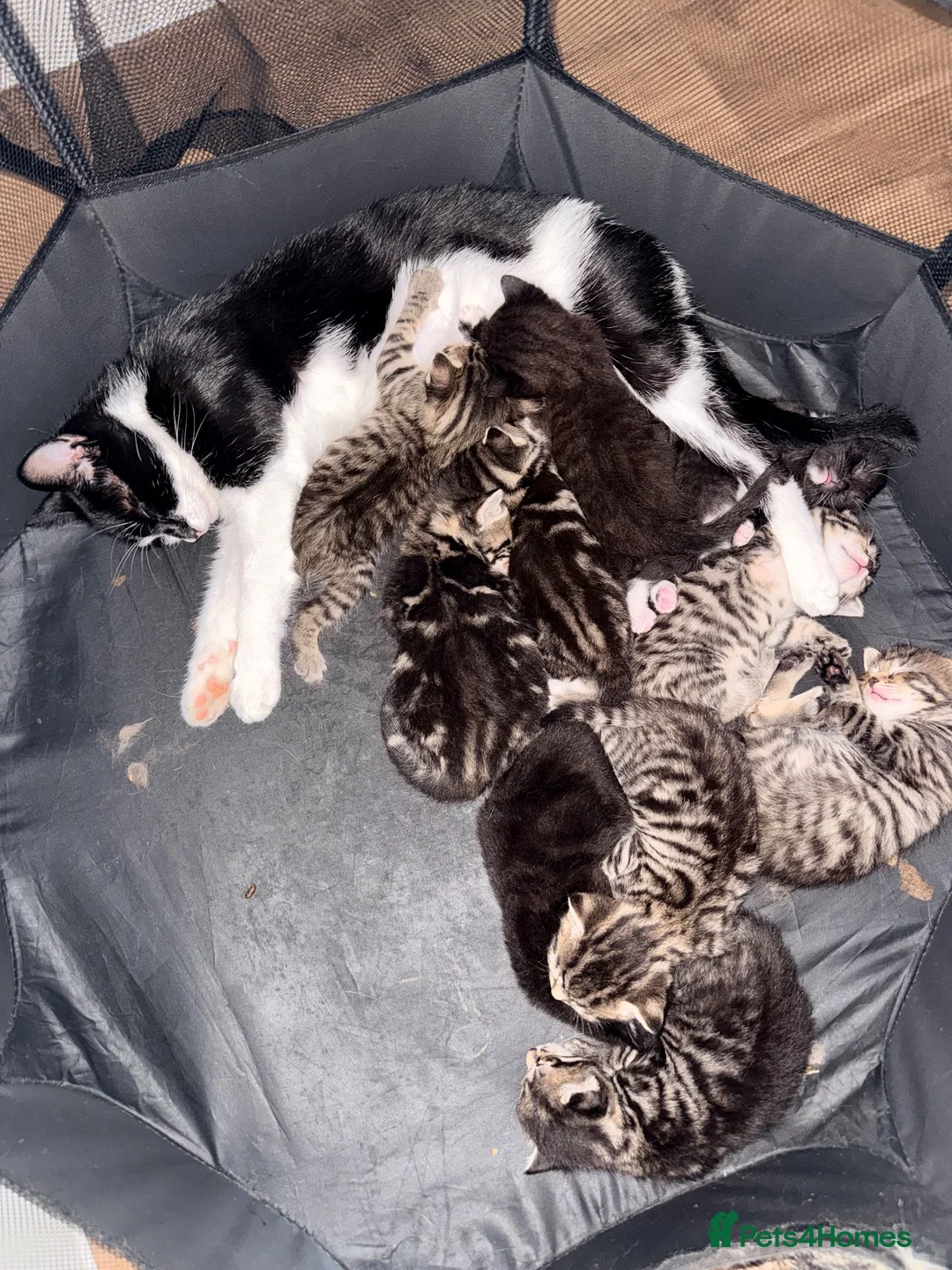 Mixed Breed cats for sale: 10 gorgeous mixed kittens - Advert 1