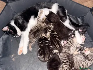 Mixed Breed cats 10 Gorgeous Mixed-Breed Kittens🐾 - Advert 1